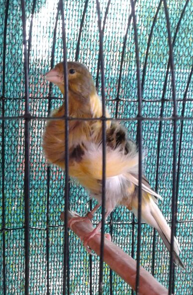 Canaries from Registered Breeder