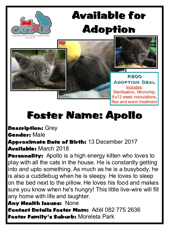 Apollo - a CatzRUs Foster-Loved beauty! Fee includes Sterilisation, Inoculations at 8 and 12 weeks, Microchip, de-worming...
