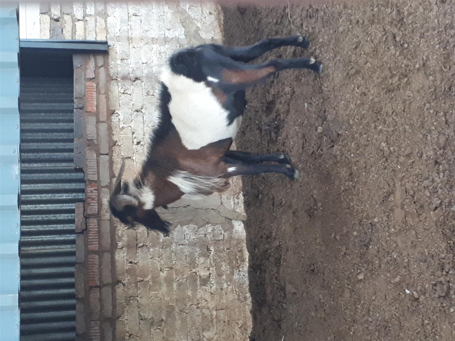 Male zulu goat 