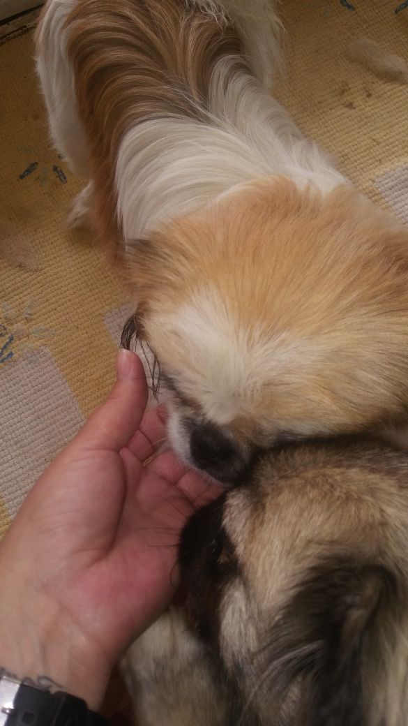 Pekingese Puppies 7 months females Loving Home