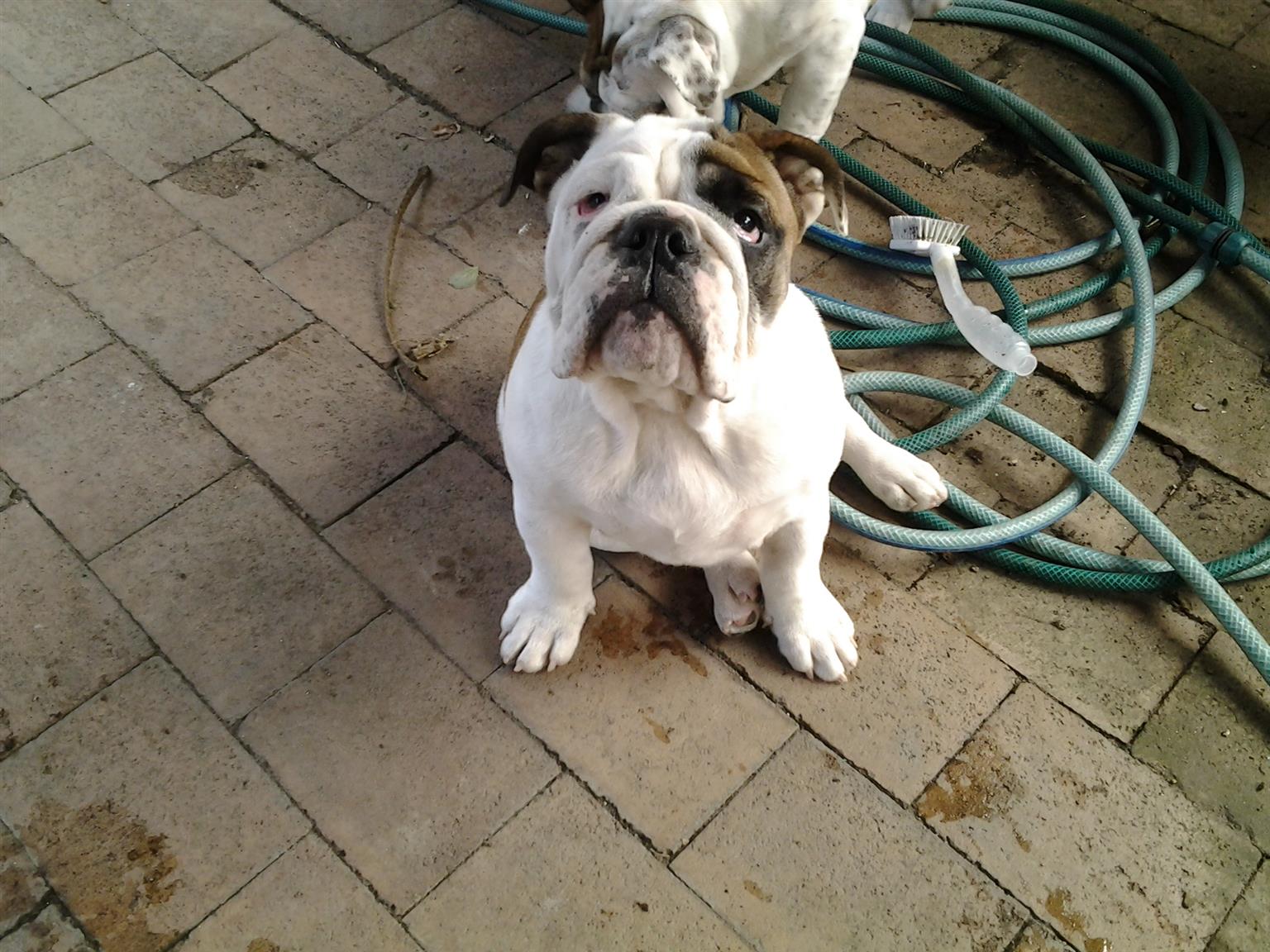 English Bulldog "Queen" for sale