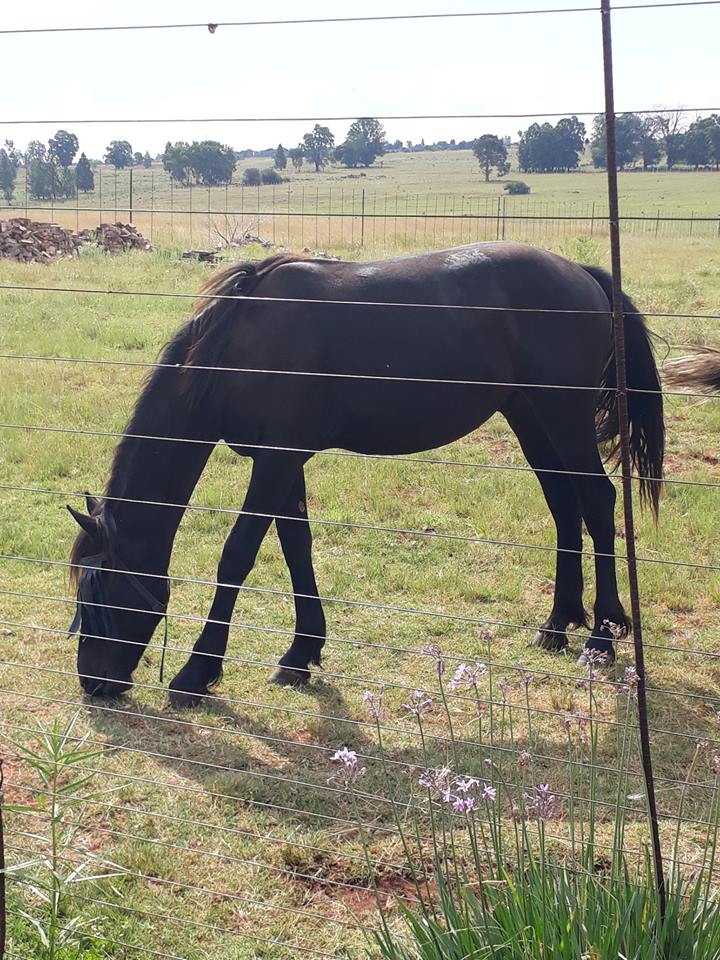 F2 Friesian Colt for sale