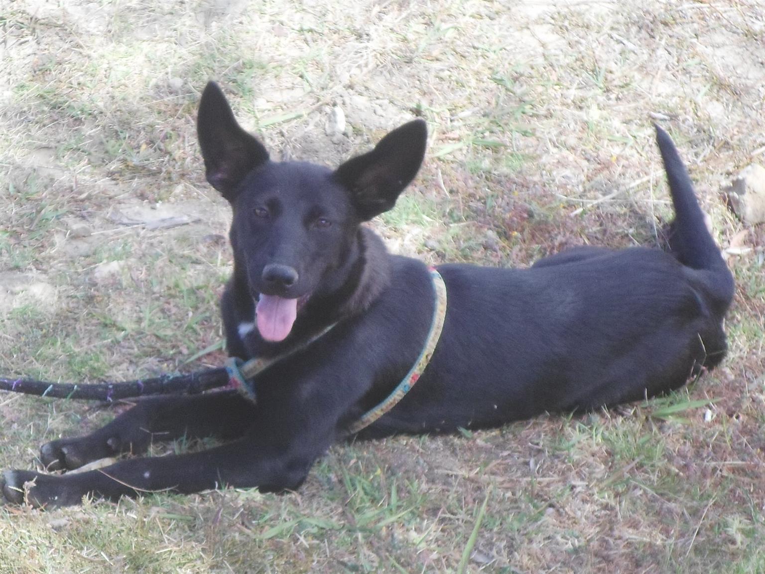 CROSS-BREED- LABRADOR-COLLIE. PLEASE LOVE ME AND GIVE ME A FOREVER HOME!