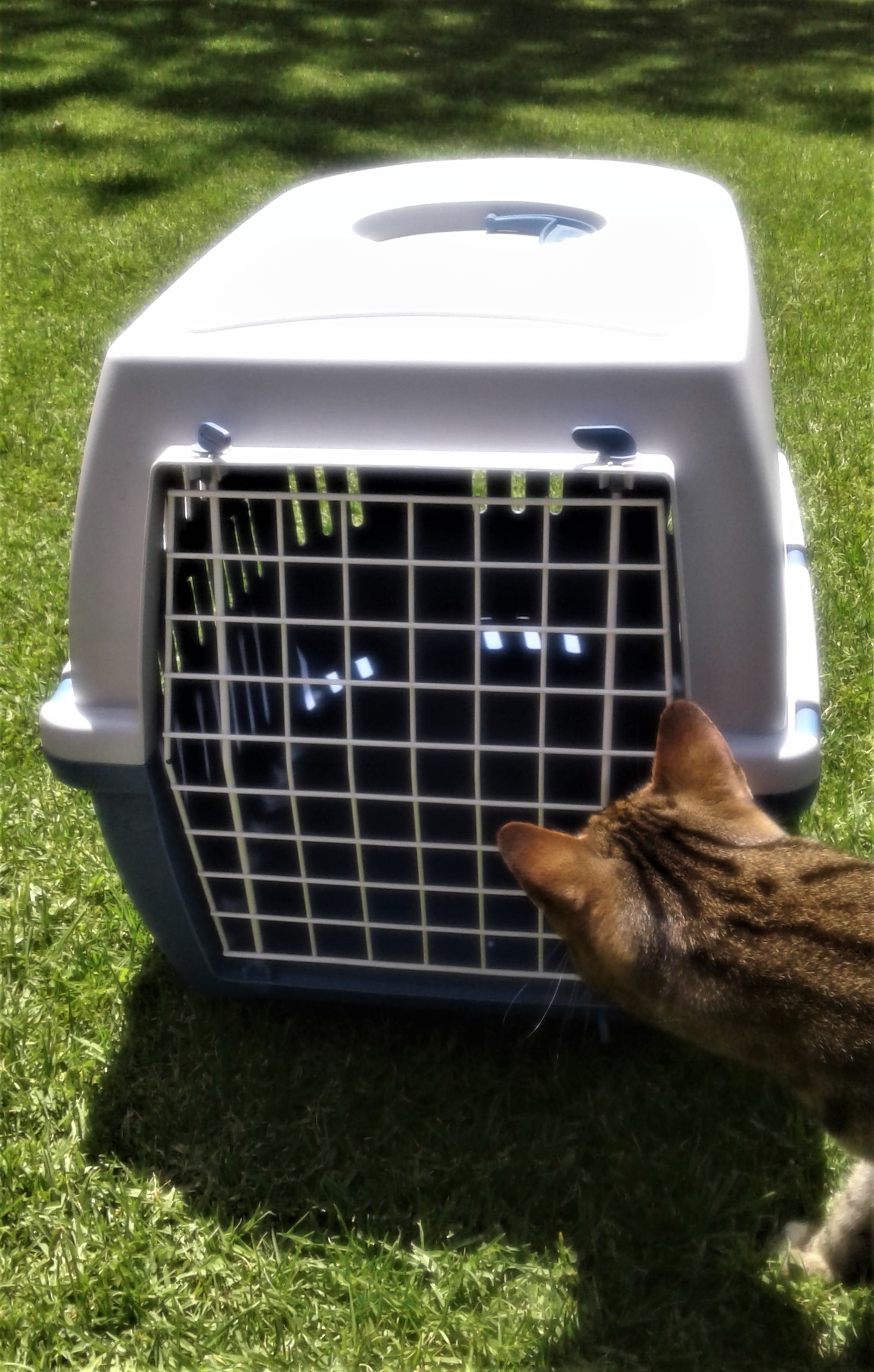 pet carrier johannesburg