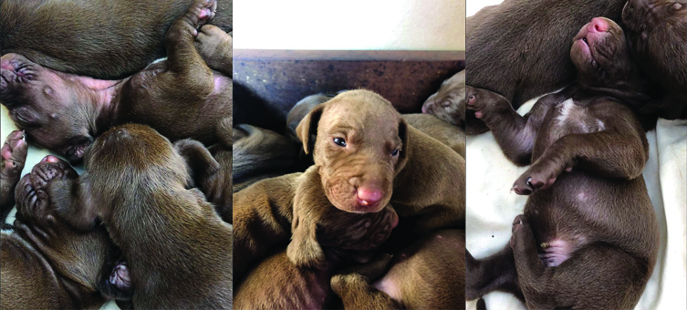 Weimaraner And German Shorthaired Pointer Cross Puppies Junk Mail