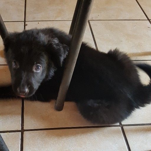 2 x female Lab / Cross border pups