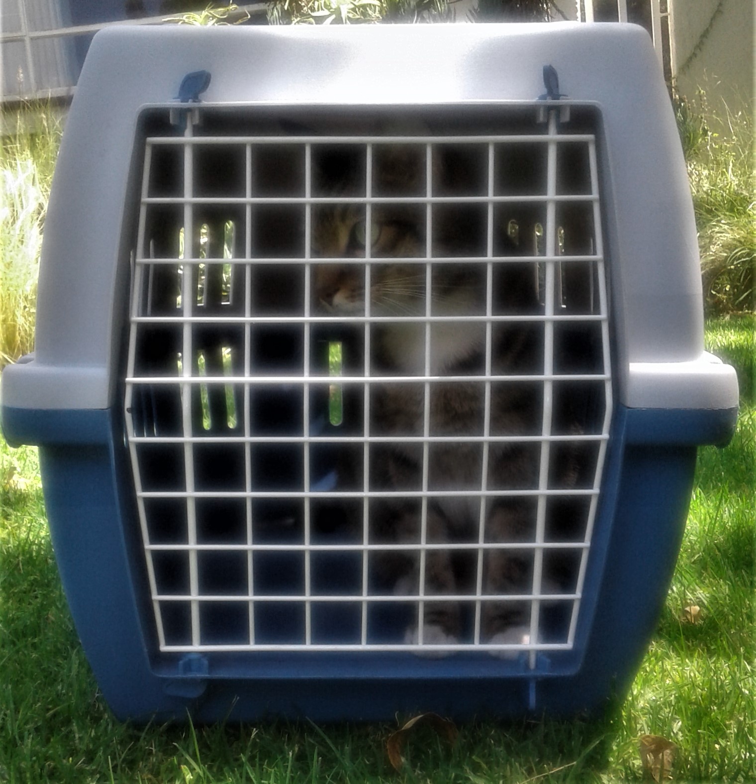 pet carrier johannesburg